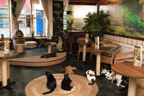 Bristol Cat Café Youandmeow Named Best Micro Business In The West Of
