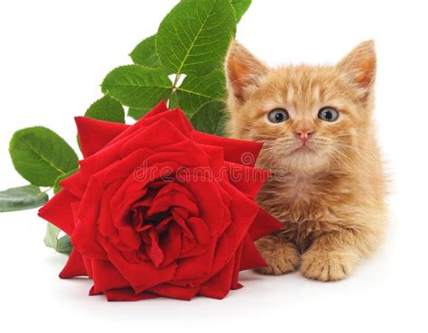 Kitten With Rose Petals Stock Photo Image Of Mammal Celebrate 7849992