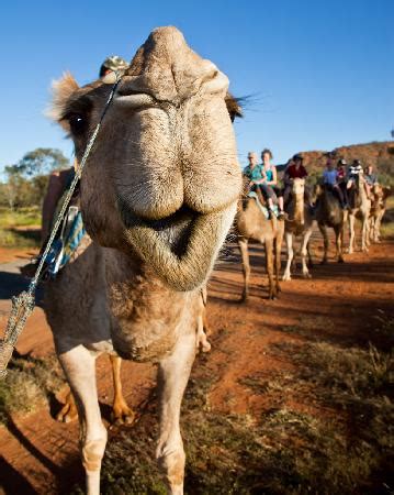 Alice springs travel forum alice springs photos alice springs map alice springs guide. Pyndan Camel Tracks (Alice Springs): UPDATED 2019 All You ...