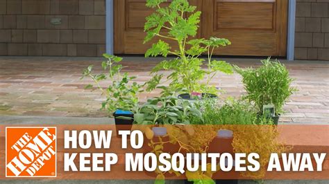 How To Get Rid Of Mosquitoes Using Mosquito Control Tips The Home