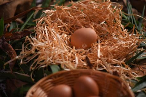 Chicken Eggs In The Straw Nest Seen From Above Animal Husbandry Stock
