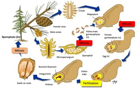 8 5 Seed Plants Gymnosperms Vcu Biol 152 Introduction To Biological Sciences Ii