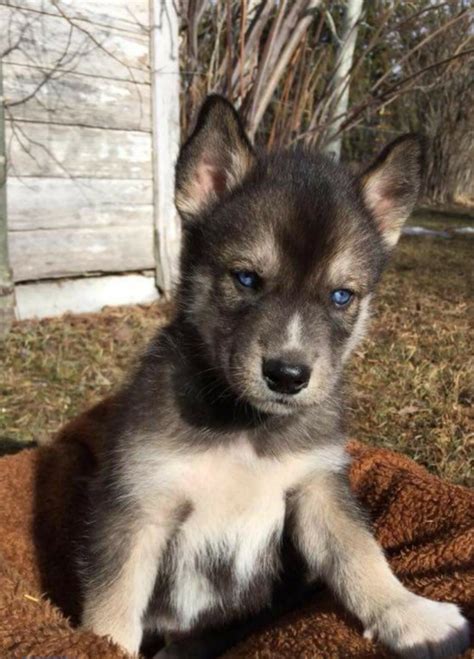 His characteristic gait is smooth and seemingly effortless. Is my husky puppy Agouti? I think he is too dark to be ...