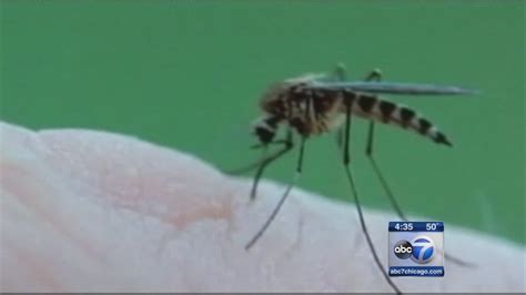 First Case Of Zika Virus Confirmed In Chicago Abc7 Chicago