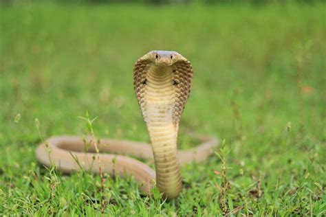 The Cobra Snake Discovery Habitat Prey And Safety