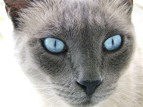16 Burmese Kitten Blue Eyes Furry Kittens