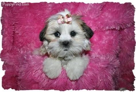 We only breed first generation hybrids puppies and feel it has the best medical benefits. Teacup MAL-SHI, MALSHI female puppy for sale, Shih Tzu and ...