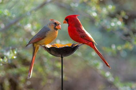Pair Of Northern Cardinals In Az Photo By Susan Bebe Beautiful Birds