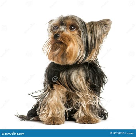 Yorkshire Terrier 2 Years Old Stock Photo Image Of Themes Canis