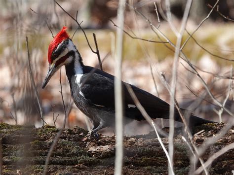 Pileated Woodpecker Mccormicks Creek State Park Indiana Jdf92