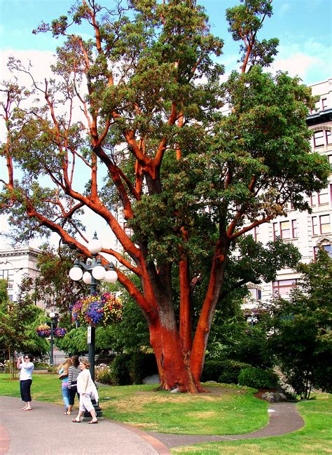 Arbutus Tree - In Front of The Empress Hotel, Victoria, B.C. - July ...