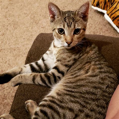 Bengal Ocicat Egyptian Mau Or Just A Tabby Thecatsite