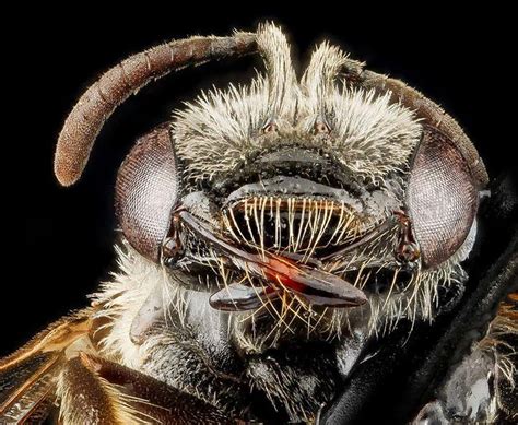 24 Disturbing Close Up Pictures Of Insect Faces