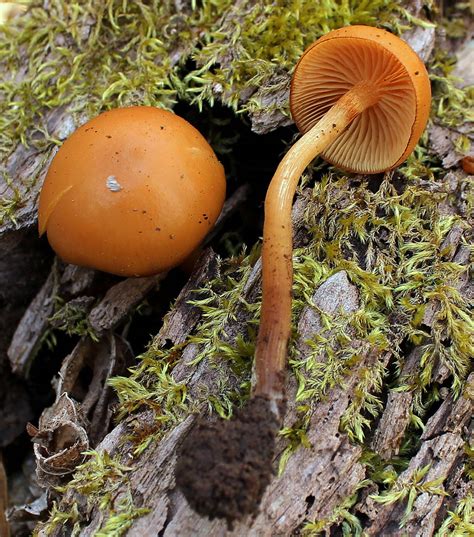 North Carolina Winter Fungi Mushroom Hunting And Identification