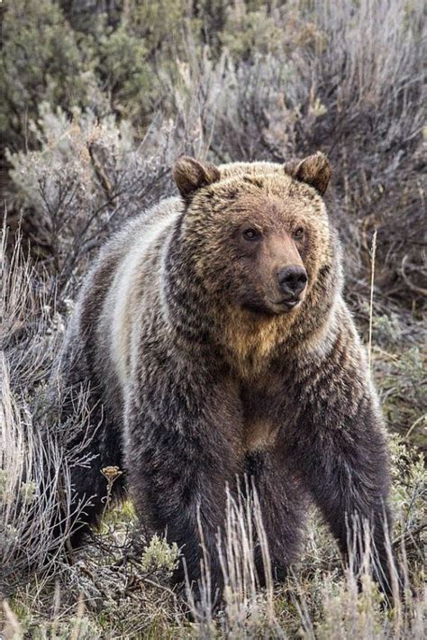 Big Silver Tip Grizzly Bear Standing Its Ground Robert Daugherty