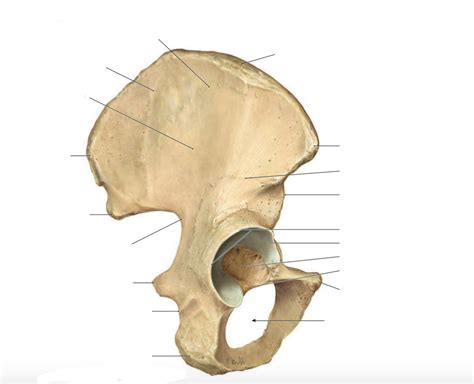 Os Coxae Right Lateral View Diagram Quizlet