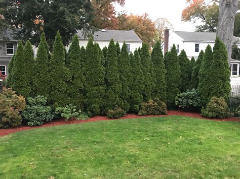 arborvitae privacy fence privacy landscaping arborvitae landscaping backyard trees
