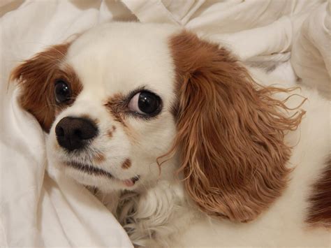 These specially formulated foods are easier for small breeds puppy formulas have added nutrients to aid a puppy's mental and physical development during this time. Cavalier King Charles Spaniel Dog Breed | Pets Nurturing