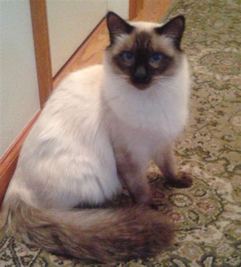 I prefer a local pickup or someone within driving distance. Balinese Cat For Sale - Bali Gates of Heaven