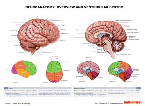 Neuroanatomy