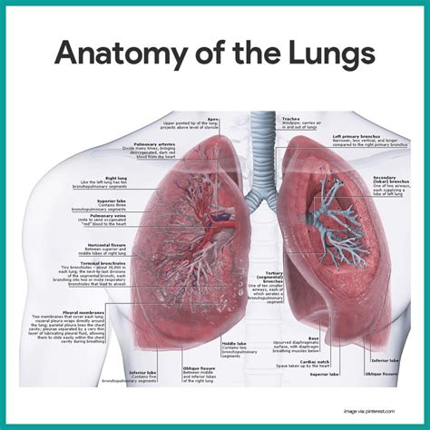 Respiratory System Anatomy And Physiology Nurseslabs