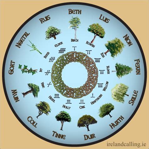 Celtic Tree Calendar Image Copyright Ireland Calling Celtic Tree