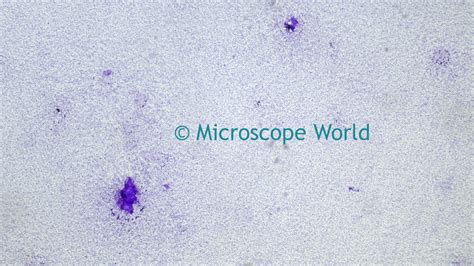 Microscope World Blog Bacillus Subtilis Under The Microscope