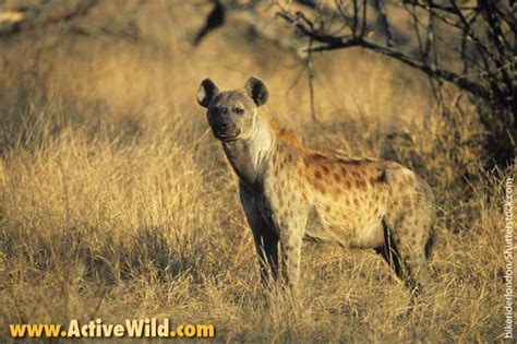 Fortunately, most dangerous african animals can be safely seen in national parks and game reserves. African Animals List, With Pictures, Facts, Information & Worksheet