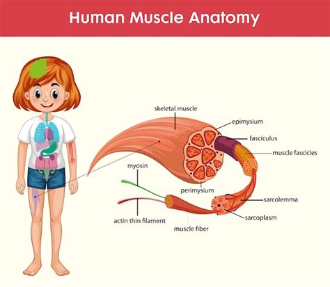 Infographie De L Anatomie Du Muscle Humain Avec Corps Vecteur The Best Porn Website