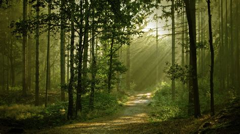 Forest Trees Sunlight Path Trail Hd Wallpaper Nature And Landscape