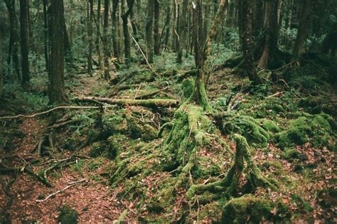 Aokigahara Sea Of Trees Aokigahara Photography Inspiration Instagram