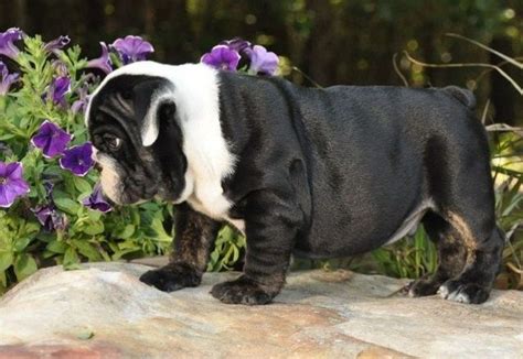 They are considered one of the gentlest breeds that has grown in popularity. English Bulldog Puppies For Sale | Snellville Pavillion, Snellville, GA #294743
