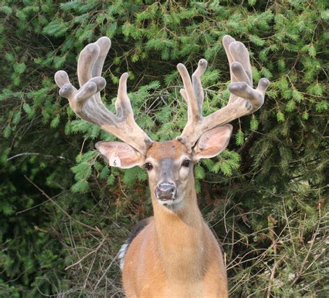 Monster Genetic Whitetail Deer For Sale Breeder Bucks Shooter Bucks