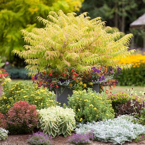 Check spelling or type a new query. 14 Beautiful Shrubs That Will Thrive in Shady Yards ...