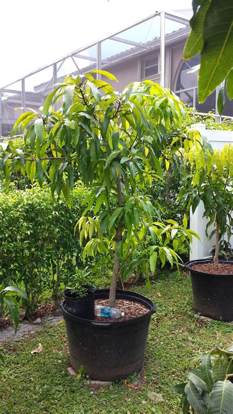52 Best Growing Tropical Fruit In Containers Images On