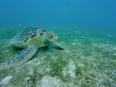 Green Sea Turtle Off The Coast Of Mindoro Philippines Rscuba