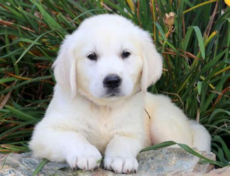 If a breeder tells you they never have issues i seriously question their honesty. Booker | Golden Retriever - English Cream Puppy For Sale ...