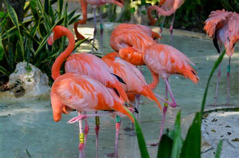 Xcaret Park Riviera Maya Mexico Pink Flamingos 19 Editorial Stock Image