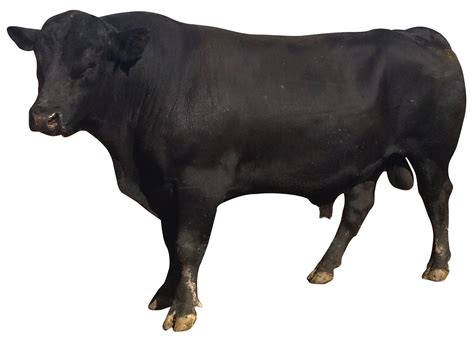 Collection Of Buffalo Png Pluspng