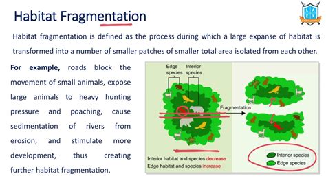 What Is Habitat Fragmentation Habitat Fragmentation అంటే ఏమిటి