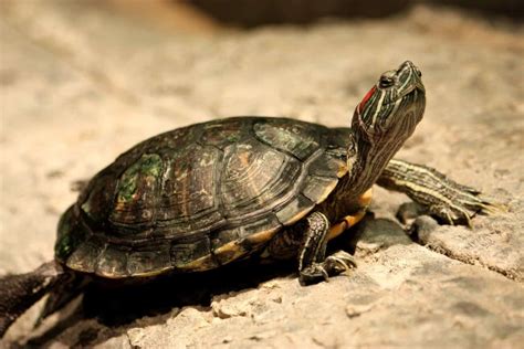 Red Eared Slider Care Habitat Diet Lifespan Tank