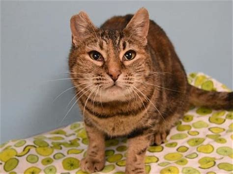 Please check the view animals section below. Topaz - Oregon Humane Society | Humane society, Pet ...