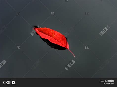 Red Leaf Floating Image And Photo Free Trial Bigstock
