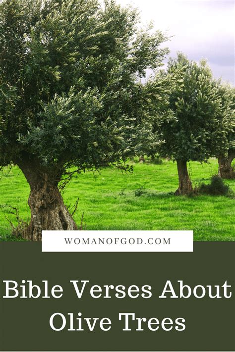 Bible Verses About Olive Trees
