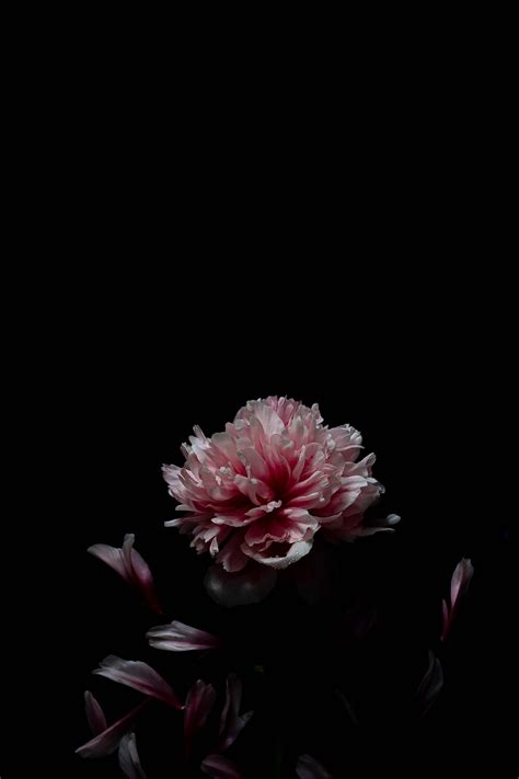 Pink Flower In Black Background Photo Free Amoled Image On Unsplash