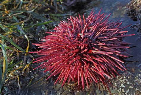 Rose Pink Sea Urchin Sphaerechinus Sp 1 Fish 2 Fish Dartmouth