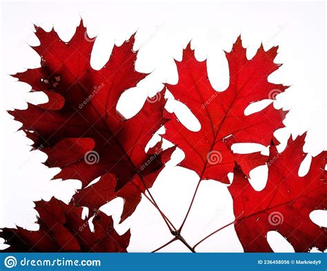 Red Maple Leaves And Stems On A White Background Stock Photo Image Of