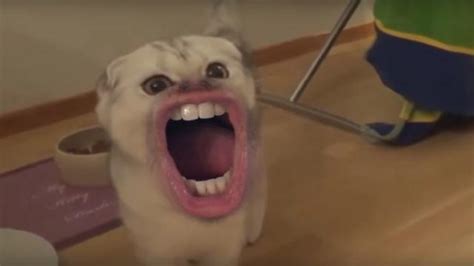 Viral Video Cats With Human Mouths Make Their Mark On Youtube Wdrb