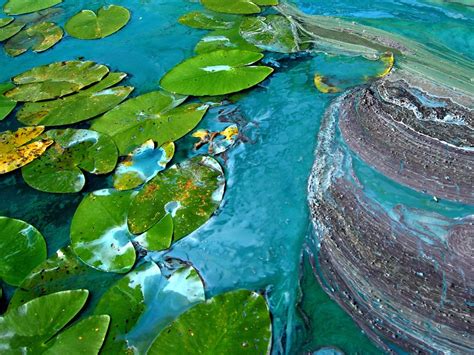 Cyanobacteria National Geographic Society