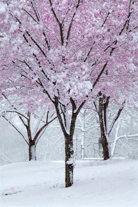 Pin By Sandy Butler On Winter Winter Nature Spring Snow Blossom Trees